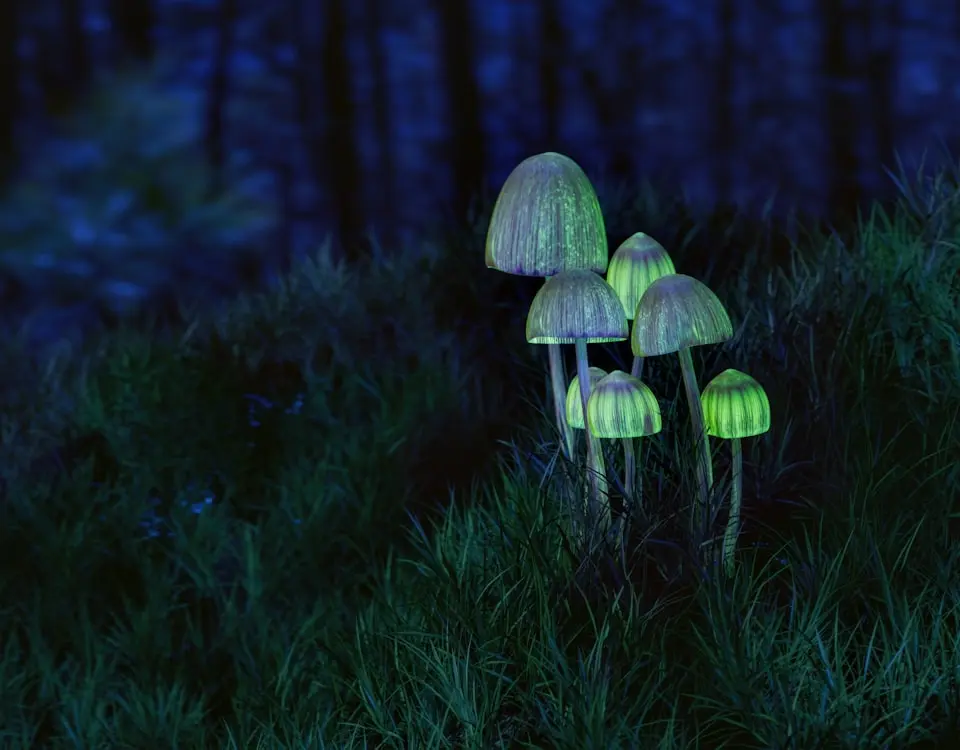 Glowing mushrooms illuminating a dark forest floor at night