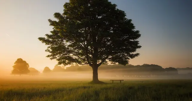 Sunlight filtering through trees in a peaceful natural setting
